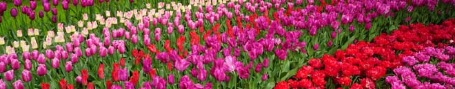 Baner2 - Holandia - tulipanowy zawrót głowy w ogrodach Keukenhof