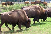 Kurozwęki - bizony