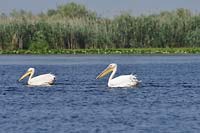 Delta Dunaju, pelikany
